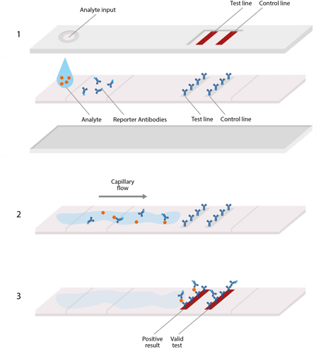 lateral-flow-assay-covid-19-diagnosis-info-graphic-chart